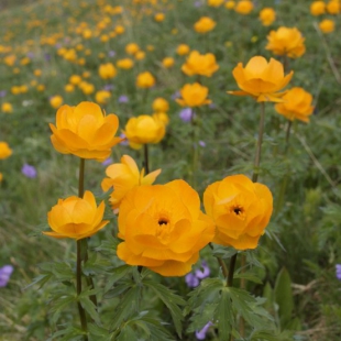 Trollius altaicus